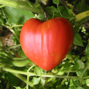 tomate ancienne (cœur de bœuf calibre moyen et noire de crimée) (1kg)