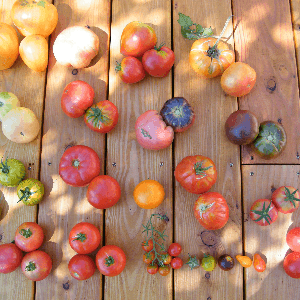 Tomates de la Maurie