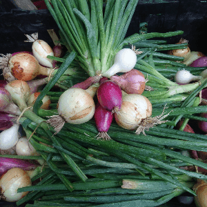 Oignons mélangés de la Maurie