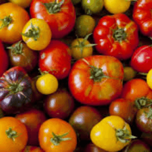 Tomates anciennes