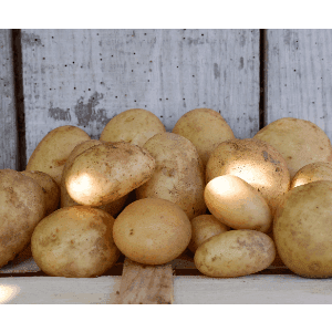 Pommes de terre à chair ferme*