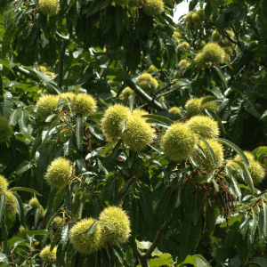 Extrait de bourgeons de Châtaignier Castanea sativa 50 ml