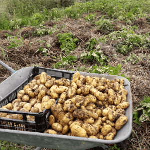 Pommes de terre