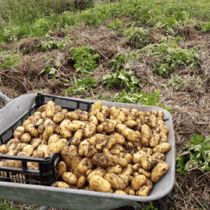 Pommes de terre