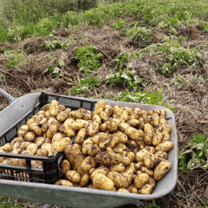 Pommes de terre