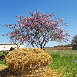 Le Jardin du Fontatou #7
