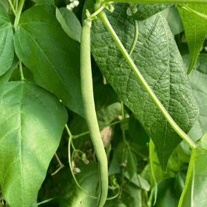 Haricot Mangetout