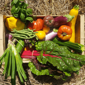 Panier de légumes de saison pour 1 à 2 personnes