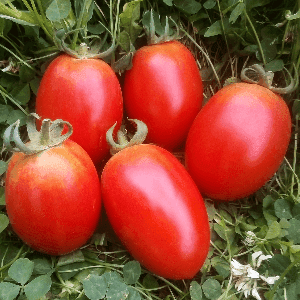 Tomates Allongées