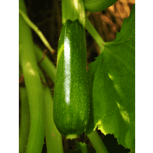 Courgettes