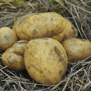 Pomme de terre Purée-Frites Vrac