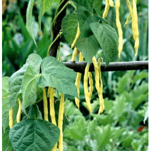 Haricots mélangés : jaunes plats et  bleu-violet long