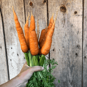 Carottes nouvelles en botte