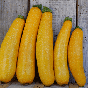 Courgettes longues jaunes