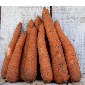 Carottes*