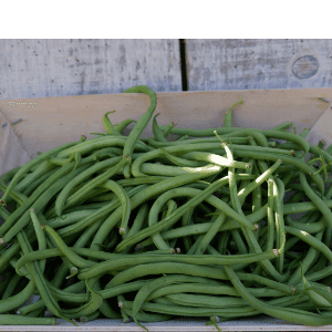 Haricots verts