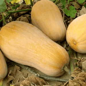 Courge