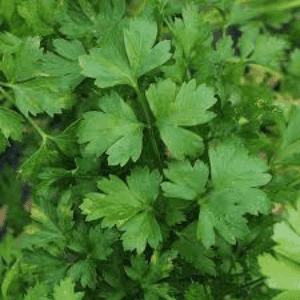 Persil plat