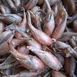 Echalottes