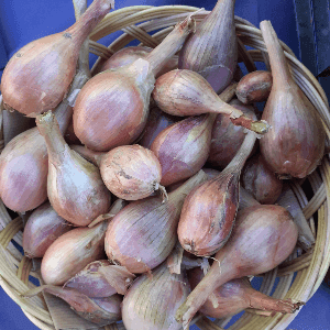 Échalotes   250 g