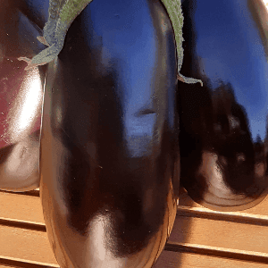 Aubergine