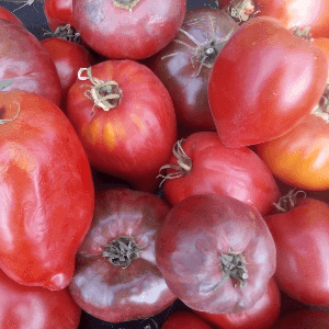 Tomates très mûres pour Soupe et Coulis