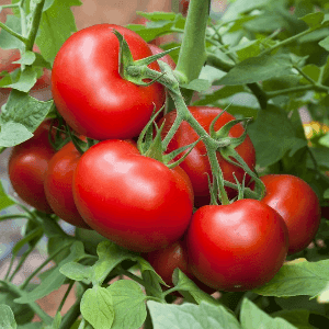 Tomates rondes