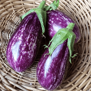 Aubergine Rioca