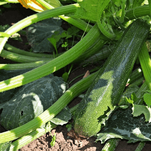 Courgettes