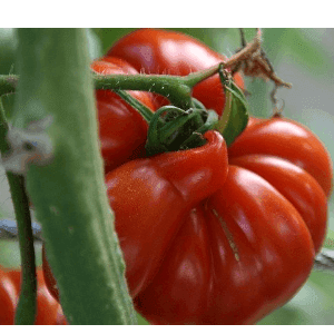 Tomates Anciennes