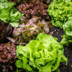 Salade