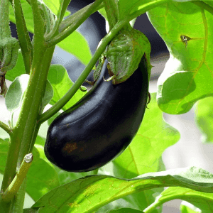 Aubergines