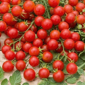 Tomates Cerises