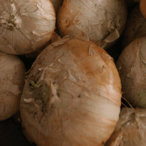 Oignons doux