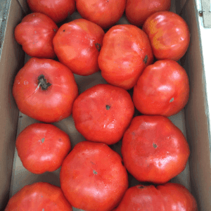 Tomates à coulis