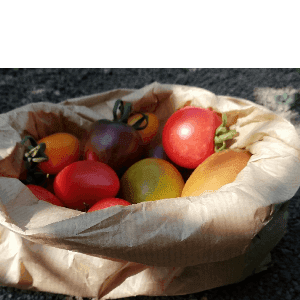 Tomates cerises