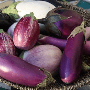 Aubergines panachées