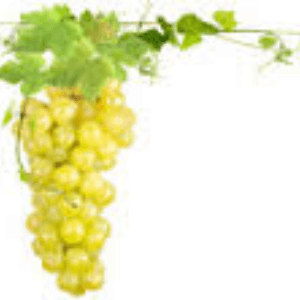 Chasselas de Moissac