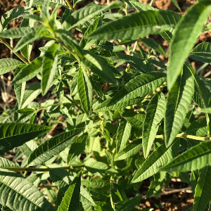 verveine à tisane