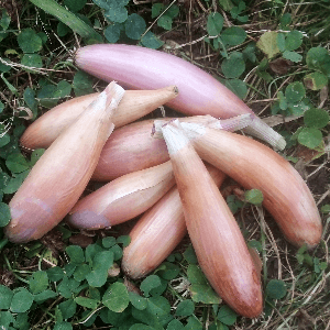 Echalion