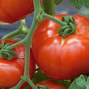 Tomate