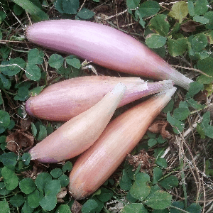 Echalion