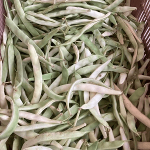 Haricot Mogette