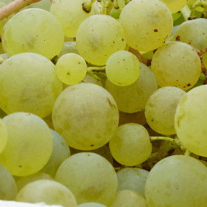 Chasselas de Moissac