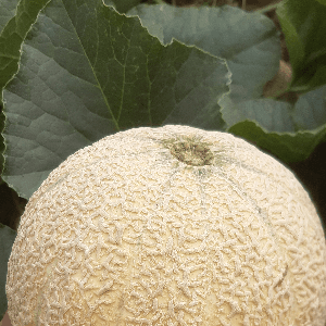 Melon