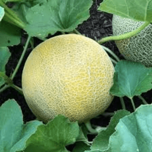 Melon "Arava"