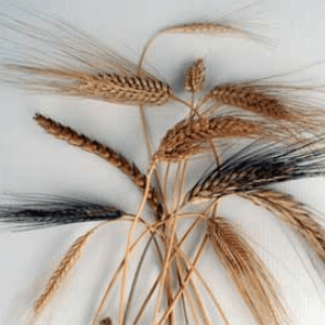 farine de blé bio variétés anciennes
