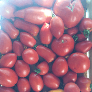 tomates pour coulis