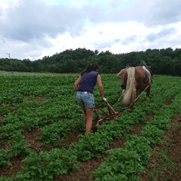 La ferme du petit tracteur #4