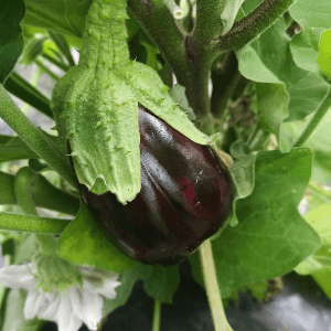 Aubergine